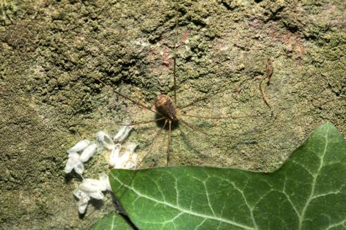 Nelima gothica